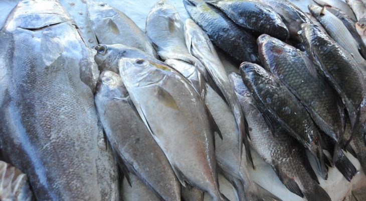 Prefeitura realizará distribuição de peixes na Semana Santa.